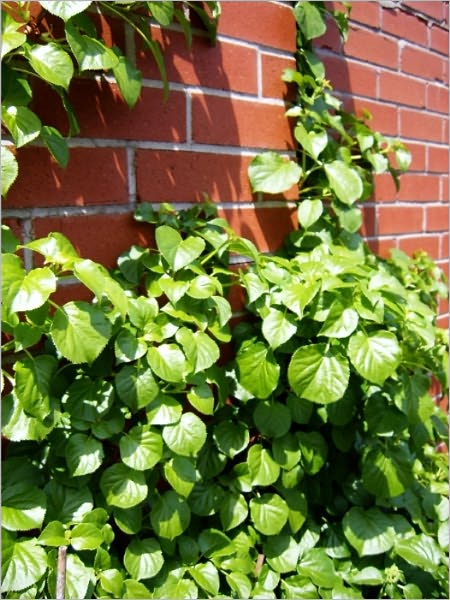 The Movements and Habits of Climbing Plants [Illustrated]