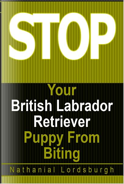 Keep Your British Labrador Retriever From Biting