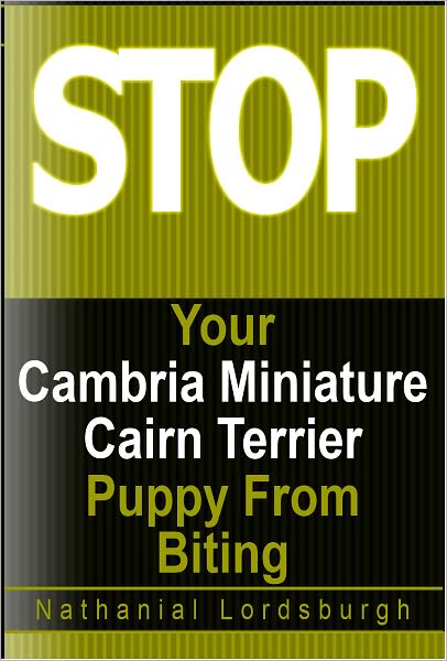 Keep Your Cambria Miniature Cairn Terrier From Biting