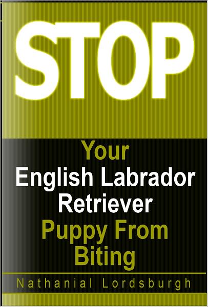 Keep Your English Labrador Retriever From Biting