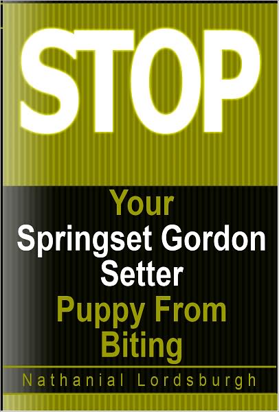 Keep Your Springset Gordon Setter From Biting