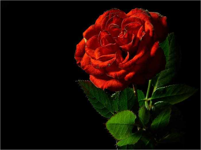 To The Secret Rose