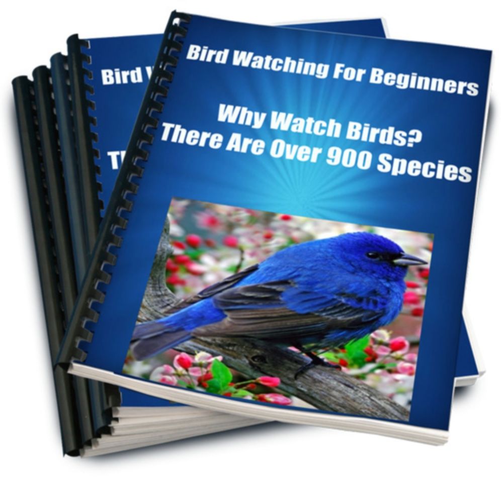 Bird Watching For Beginners Why Watch Birds? There Are Over 900 Species