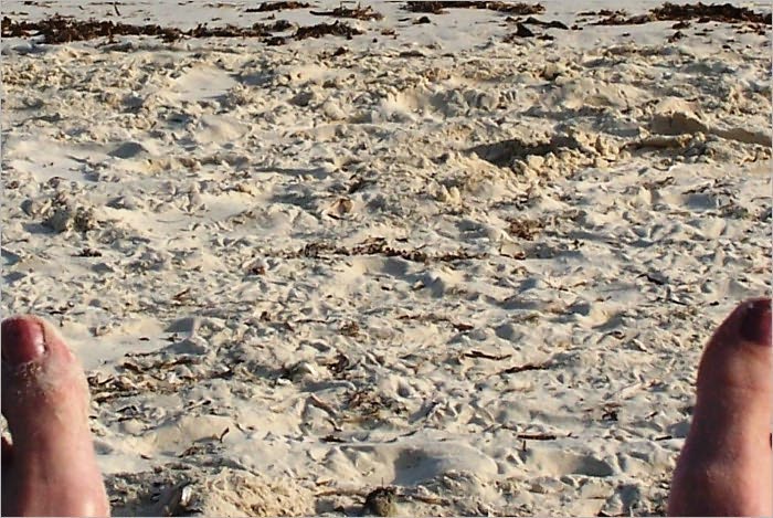 Shells Turning to Sand