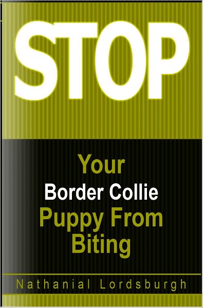 Keep Your Border Collie From Biting