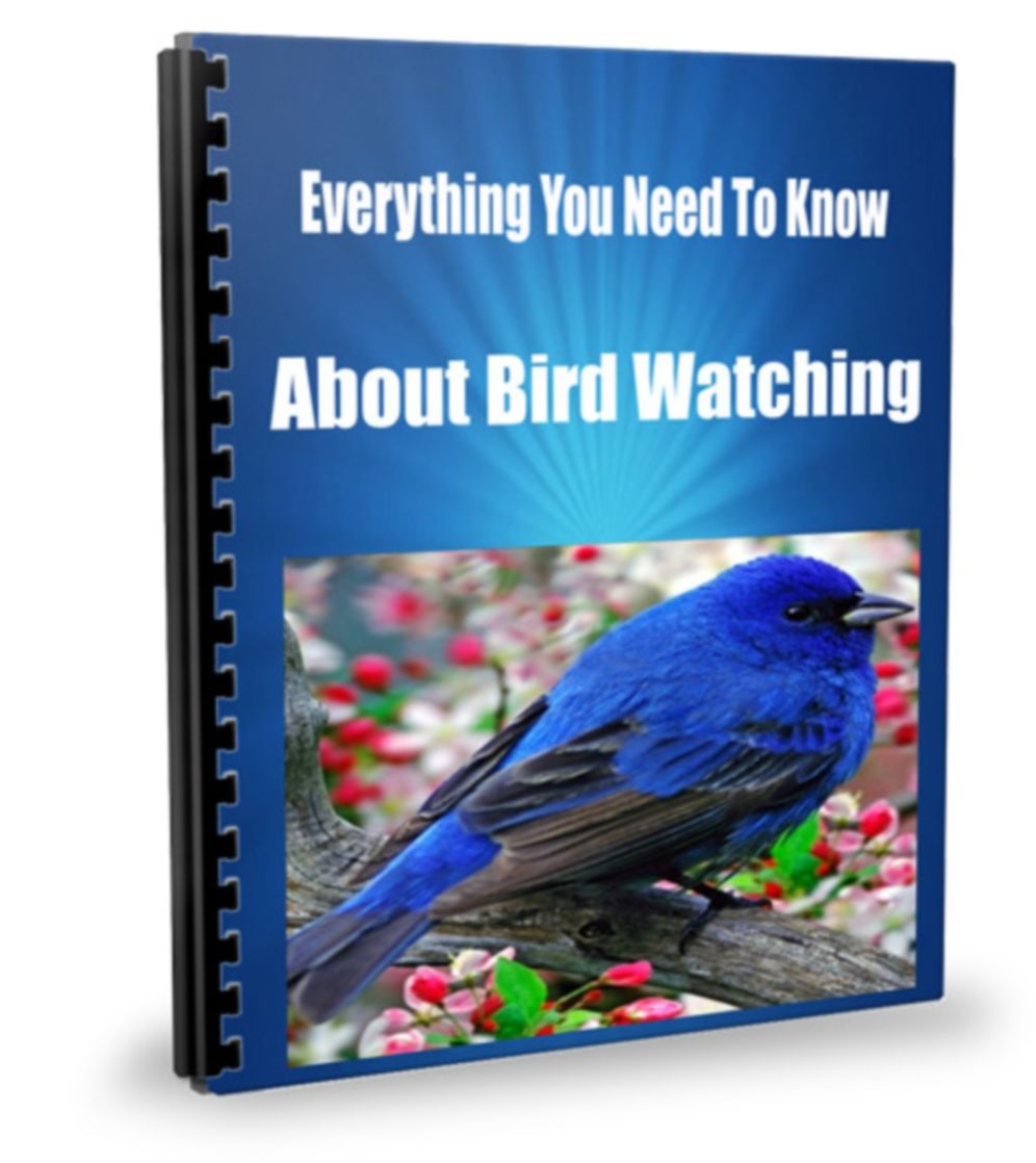 Everything You Need To Know About Bird Watching