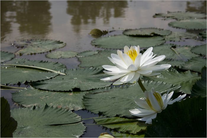 How to Build and Manage a Garden Pond
