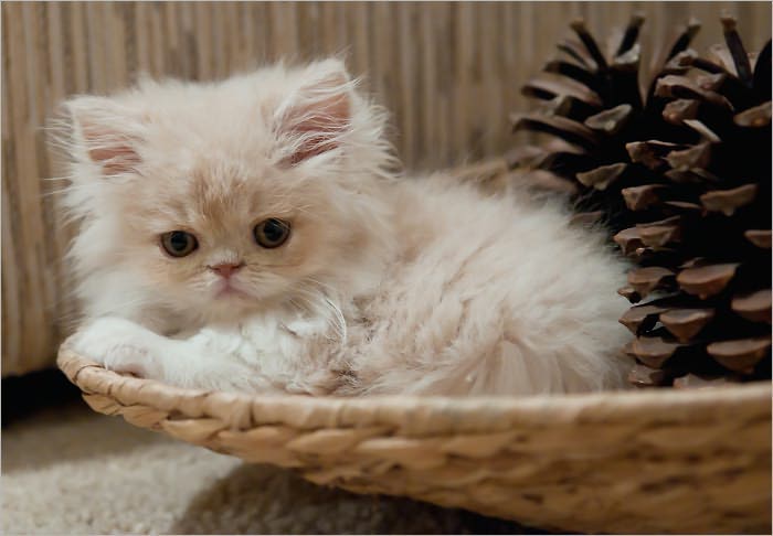 Homemade Cat Food Recipes : Natural and Healthy Food Your Cat Loves
