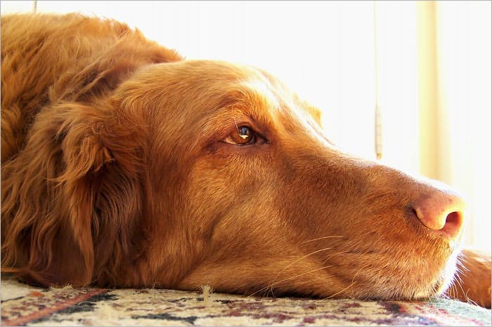 All You Need To Know To Make Your Dog Happy Once Again
