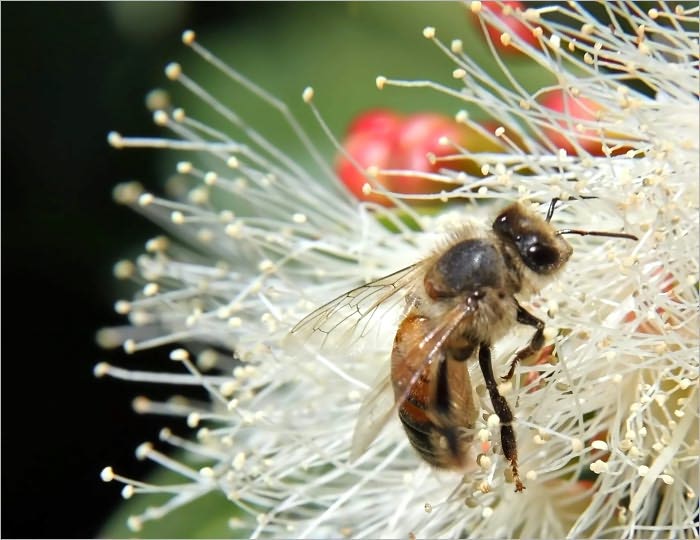 Beekeping : Beekeping Course for Beginners