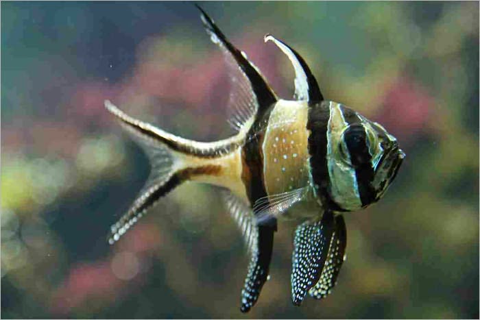 Beginner’s Guide to Breeding Tropical Fish