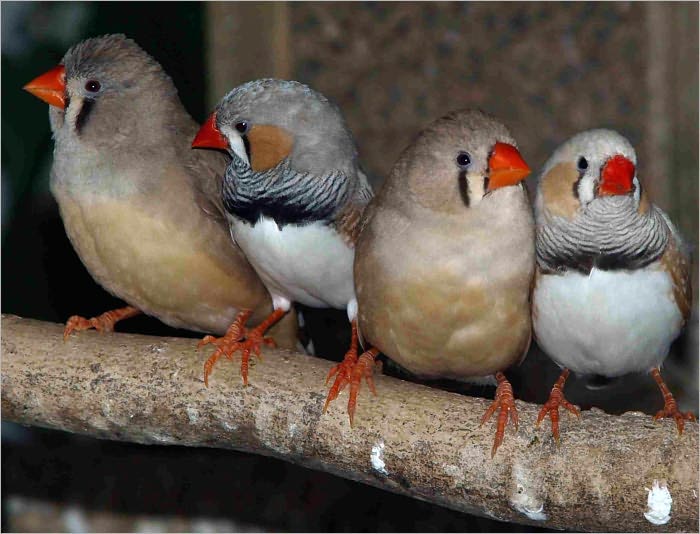 Bird Alphabet : The Guide to Teach Your Kids about Birds the Fun Way