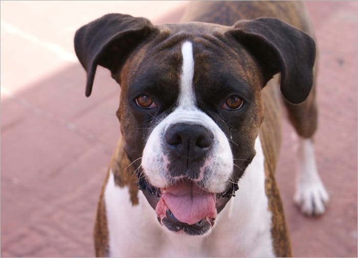 Boxer Dog Care: The Secrets to Make Your Boxer Happy