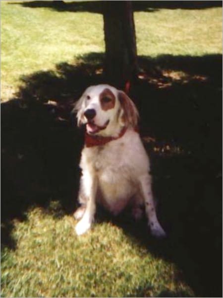 Patrick the Wayward Setter