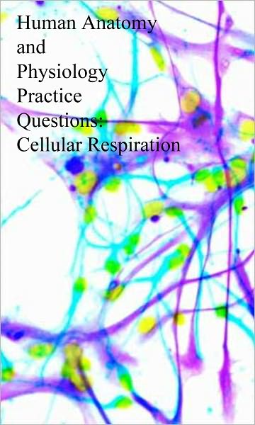Human Anatomy and Physiology Practice Questions: Cellular Respiration