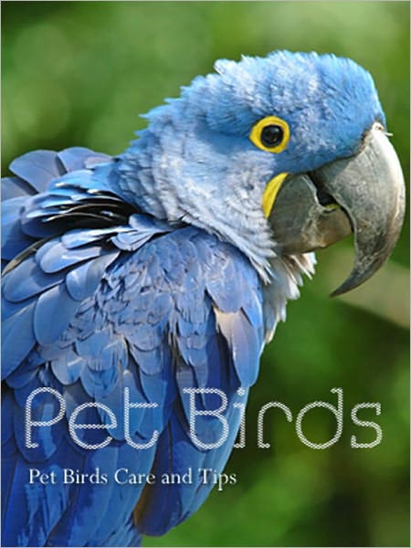 Pet Birds: Care and Tips