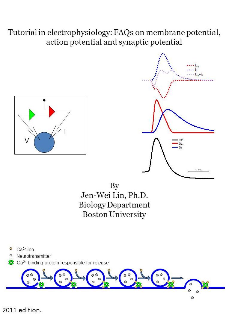 Tutorial on electrophysiology: FAQs on membrane potential, action potential and synaptic potential