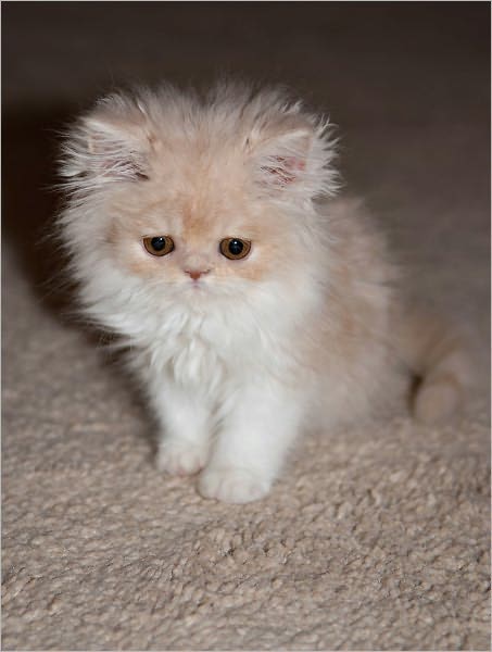 The Complete Care Cat Guide