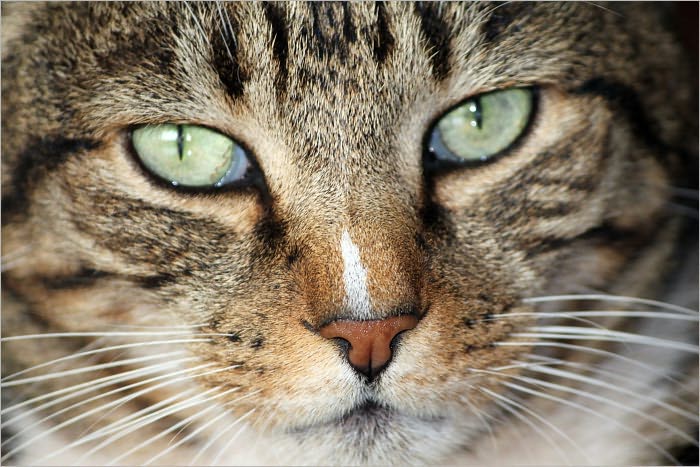 The Complete Guide for Caring a Cat: How to Make Your Cat Happy