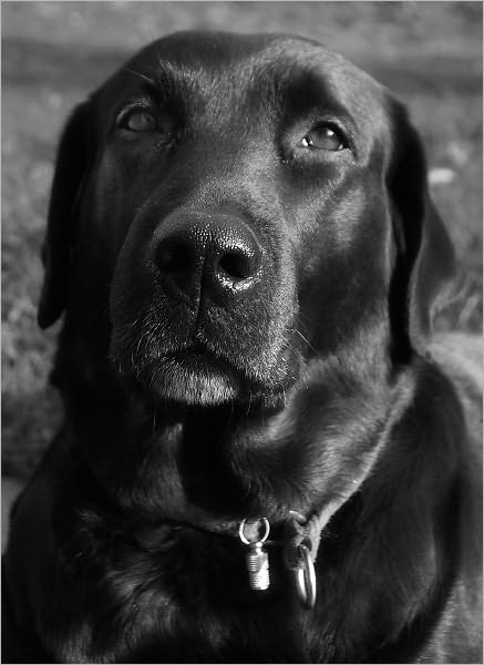 How to Increase Your Labrador Retrievers Lifespan: Add 3, 4, even 5 Healthy and Active Years to Your Labrador Retrievers Life
