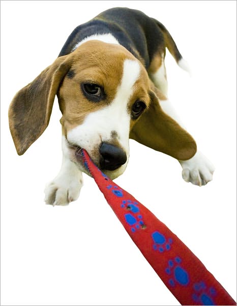 How to Increase Your Beagle’s Lifespan: Add 3, 4, even 5 Healthy and Active Years to Your Beagle’s Life