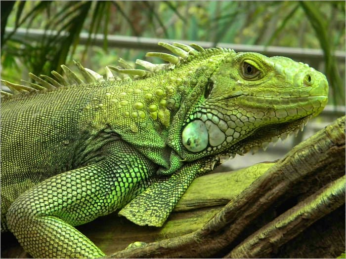 The Complete Iguana Care Handbook: Guide Made Only for Iguana Lover