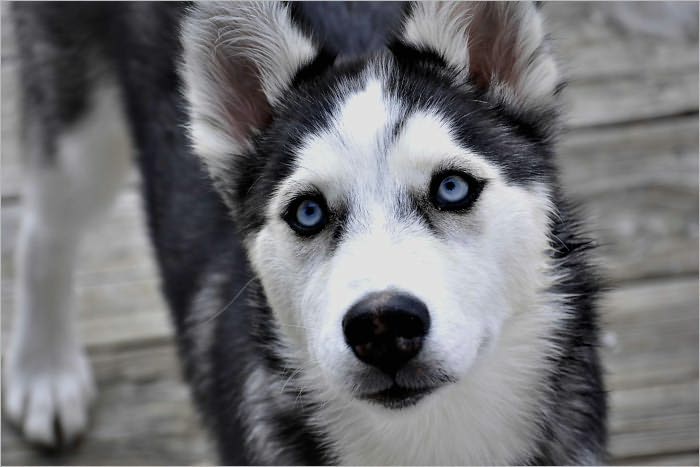 Beginners Guide in How to Take Care of Your Dog