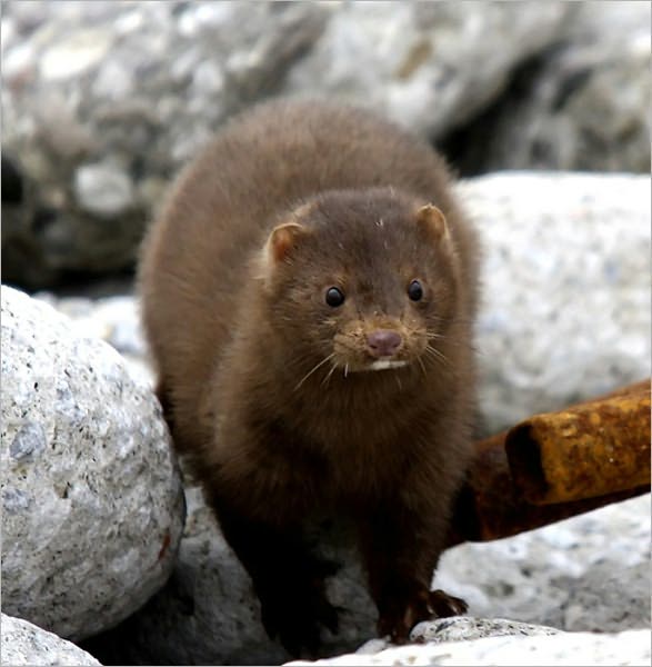 Mink Trapping (Illustrated)