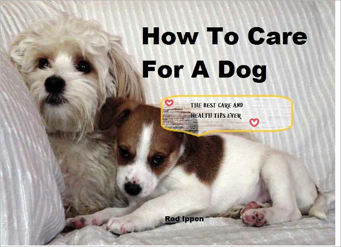 How To Care For A Dog