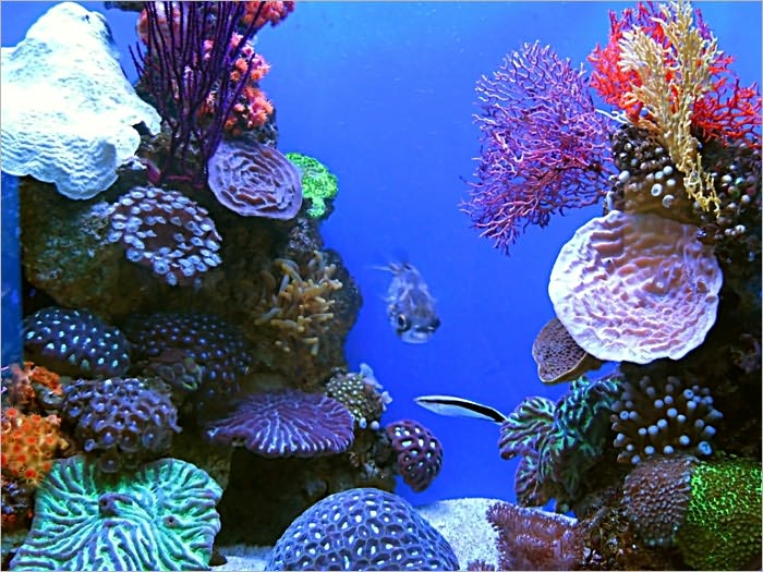 Tales of Fishes (Illustrated)