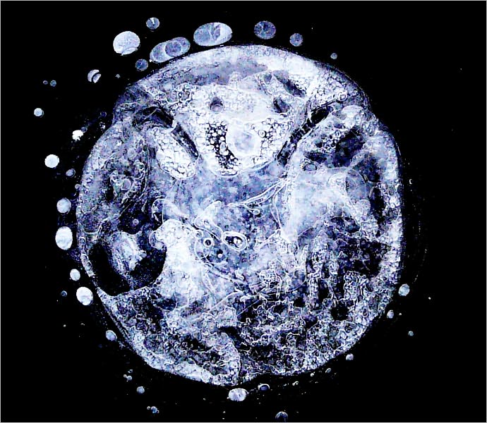 HISTORY OF CANINE ADULT STEM CELL TREATMENT