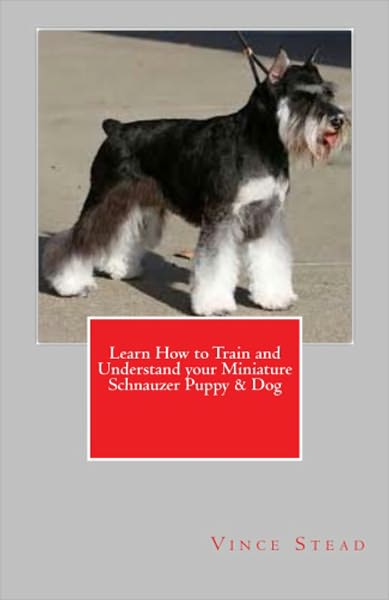 Learn How to Train and Understand your Miniature Schnauzer Puppy & Dog