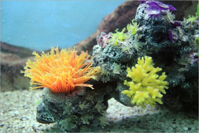 The Reef
