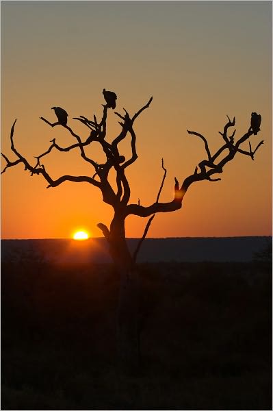 A Solitary Tree