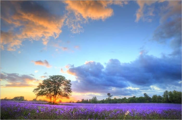 A Summer's Eve