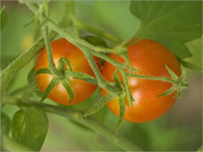 Home Vegetable Gardening