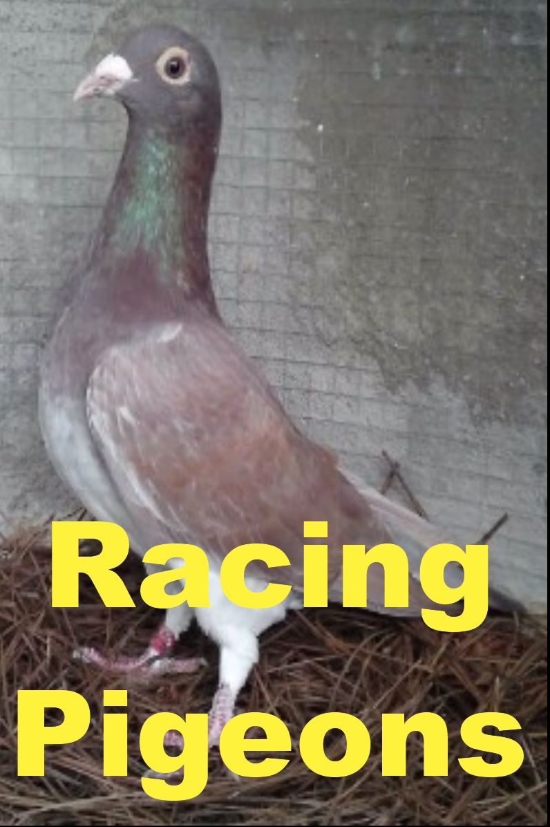 Racing Pigeons