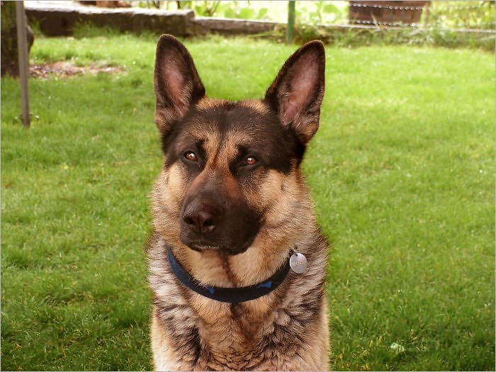 Dog Obedience Training: How to Stop Your Dog Behavior Problem Instantly