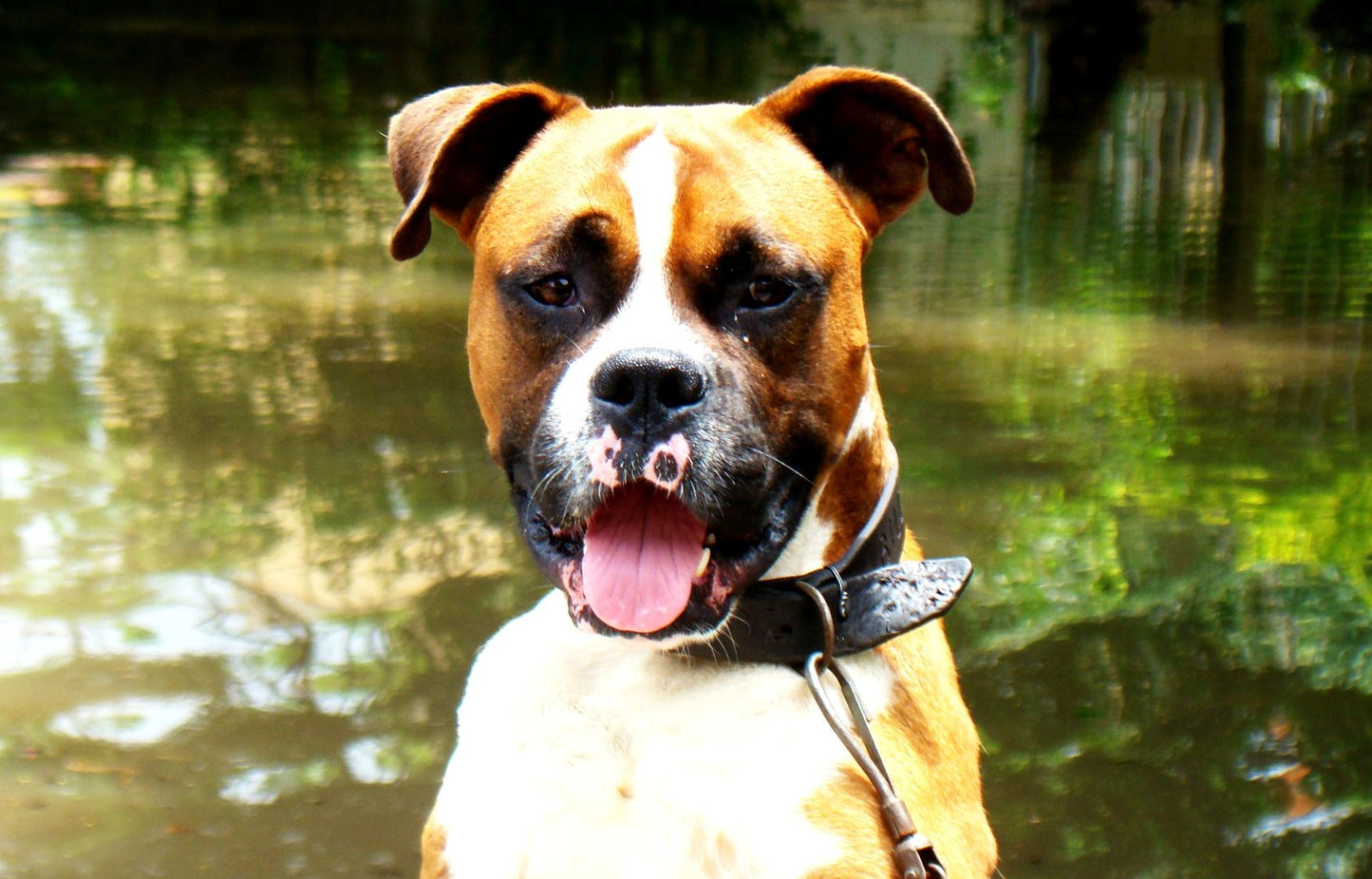 Dog Obediance