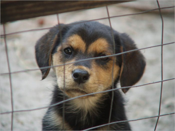 Your Guide in Picking the Adopting the Perfect Dog