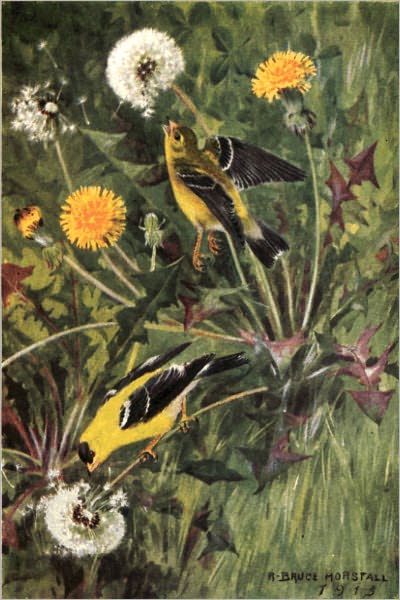 BIRD NEIGHBORS AN INTRODUCTORY ACQUAINTANCE WITH ONE HUNDRED AND FIFTY BIRDS COMMONLY FOUND IN THE GARDENS, MEADOWS, AND WOODS ABOUT OUR HOMES(Illustrated)