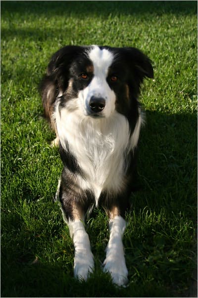 How to Prepare Your Dog to be Trained: Pre-training Basics