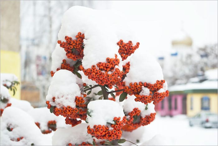 Surviving Christmas Holidays: Great Christmas Activities to Keep Your Kids Occupied