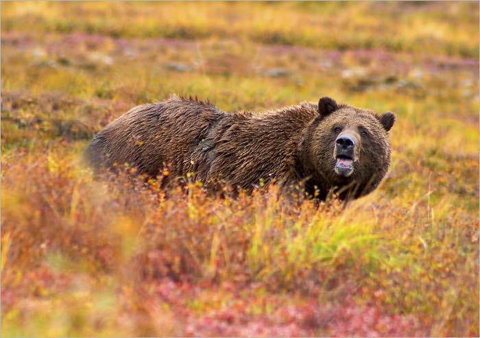 The Bears Of Blue River (c1901)
