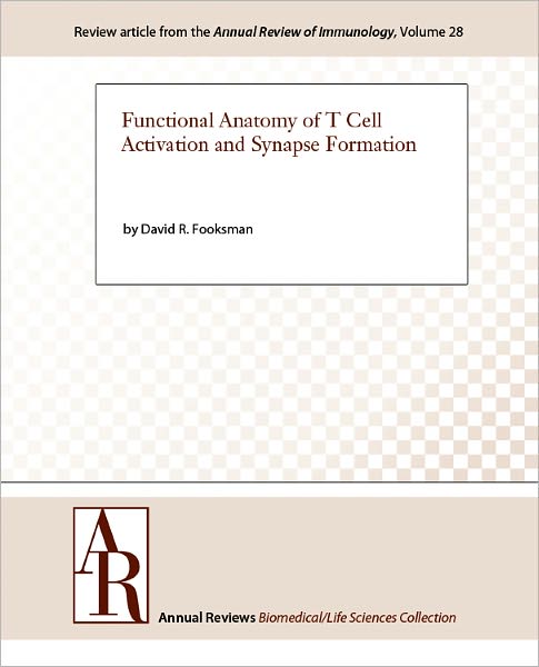 Functional Anatomy of T Cell Activation and Synapse Formation