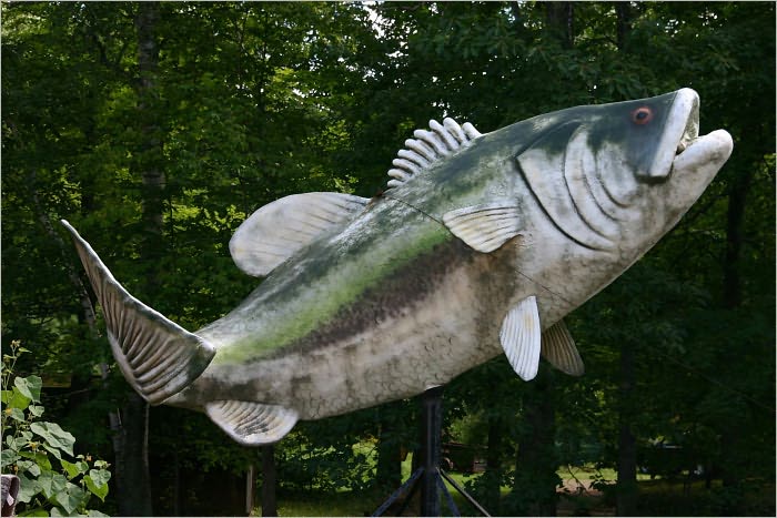 Bass Fishing Techniques : Beginner's Guide to Bass Fishing