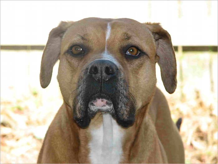 Big Compilation of Pit Bulls Breeders