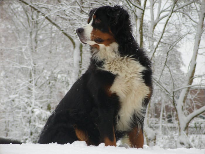 Dog Diet Care Guide: How to have a Longer Best Friend Life with Proper Nutrition
