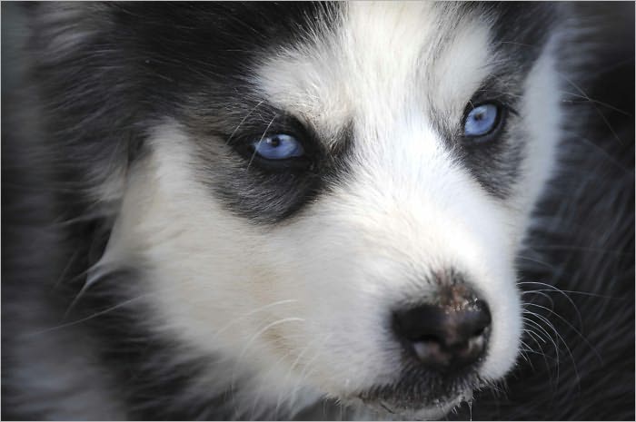 Dog Recipes : Great Compilation of Delicious and Healthy Homemade Foods for Your Beloved Best Friend