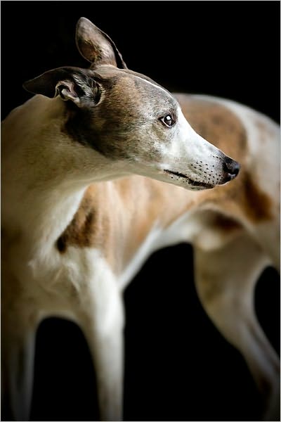Lola The Thought and Speech of Animals (Illustrated)